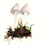 Inocybe Lilacina2