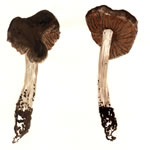 Inocybe Phaeodisca