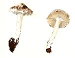 Inocybe Pyriodora