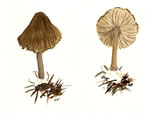 Inocybe Umbrina