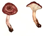 Laccaria Amethystina Gr