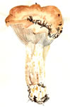 Lactarius Argillaceifolius