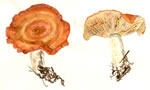 Lactarius Chrysorheus