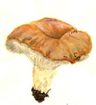 Lactarius Involutus