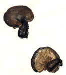 Lactarius Olivaceoumbrinus