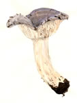 Lactarius Sp