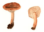 Lactarius Subflammeus