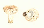 Lactarius Vellereus Grp