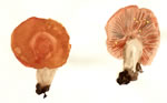 Lactarius Vinaceorufescens