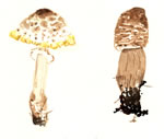 Lepiota Americana