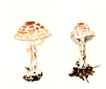 Lepiota Cristata