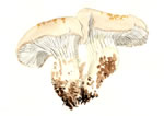 Leucopaxillus Albissimus