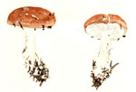 Leucopaxillus Amarus