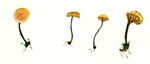 Marasmius Androsaceus