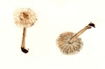 Marasmius Copelandii