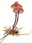 Marasmius Plicatulus