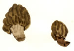 Morchella Conica