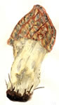 Morchella Esculenta