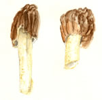 Morchella Semilibera