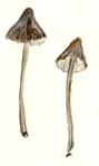 Mycena.sp3