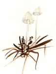 Mycena Alcalina