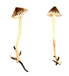 Mycena Epiterygia