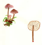 Mycena Haematopus