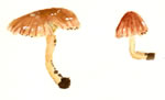 Mycena Sp4