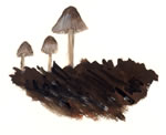 Mycena Subcana