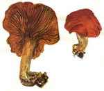 Omphalotus Olivascens