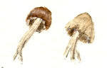 Panaeolus Sp