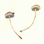 Panaeolus Sphinctrinus