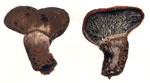 Paxillus Atrotomentosus2