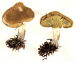 Paxillus Involutus