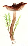 Phaeocollybia Sp