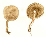 Pholiota Lenta