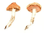 Pholiota Malicola Gr