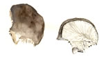 Pleurotus Ostreatus