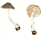 Pluteus Cervinus