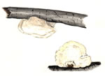 Polyporus Albellus