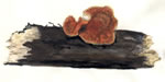 Polyporus Pecipes