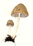 Psathyrella Candolleana