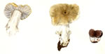 Psathyrella Fuscofolia