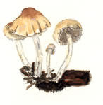 Psathyrella Hydrophila