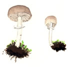 Psathyrella Longistriata