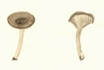 Pseudoclitocybe Cyanthoform