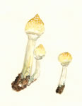 Psilocybe Cubensis