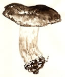 Russula Adusta