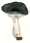 Russula Aeruginea