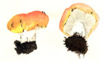 Russula Decolorans